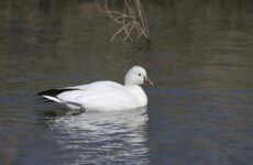 16 White Birds In Pennsylvania (ID, Photo, Call Guide)