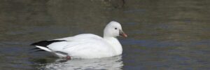 16 White Birds In Minnesota (ID, Photo, Call Guide)