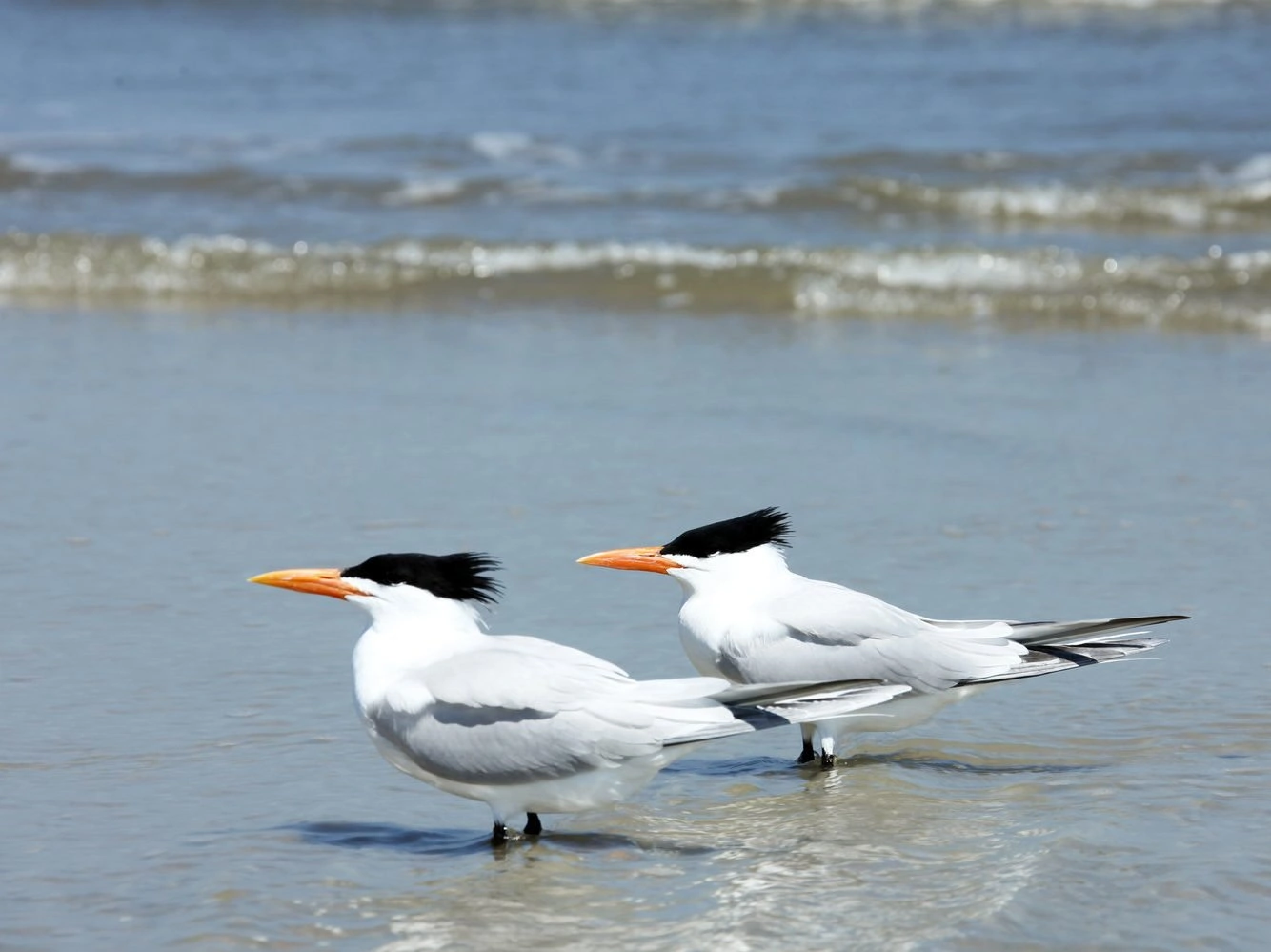 Royal tern - breeding