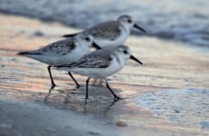 32 Shorebirds In Georgia And Their Calls