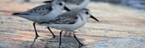 32 Shorebirds In Georgia And Their Calls