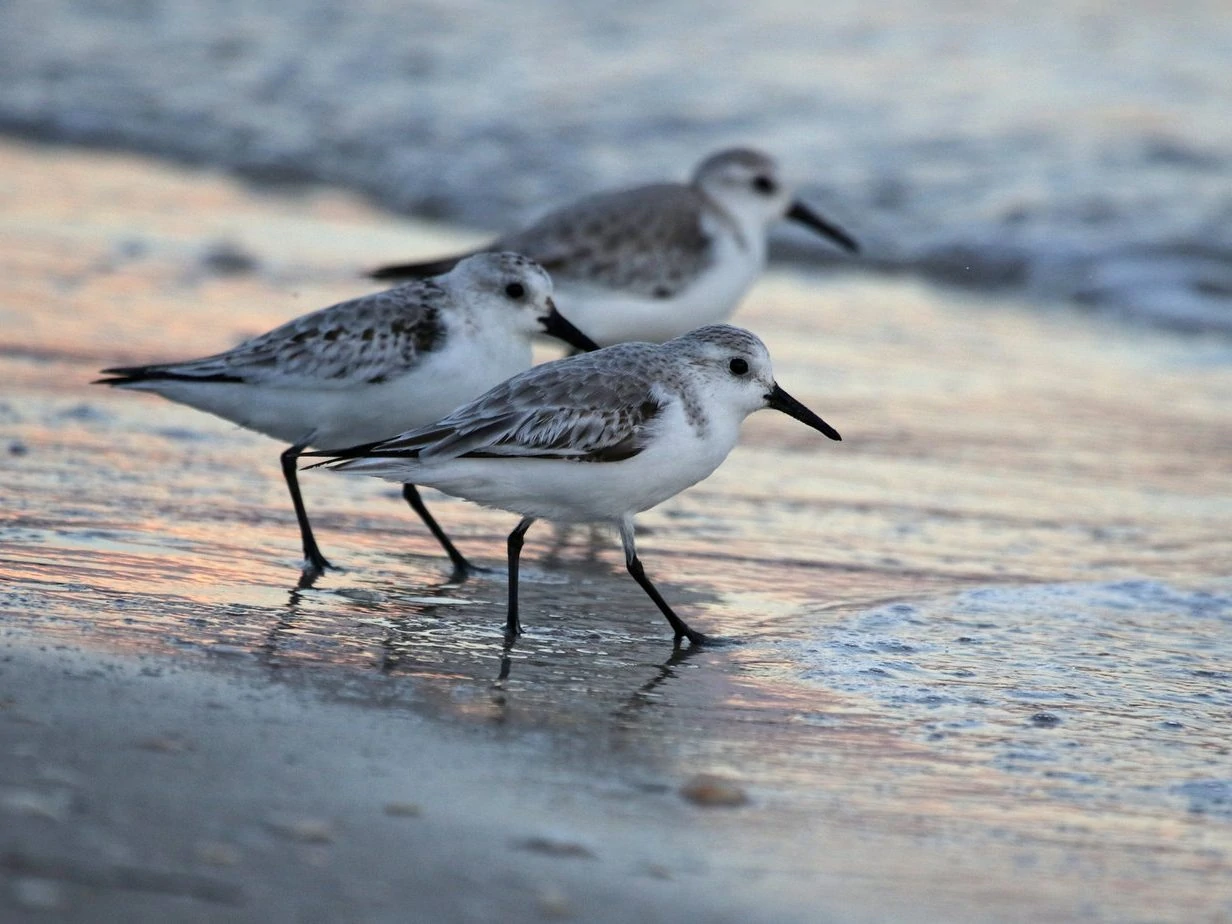 Sanderlings