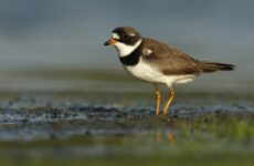 33 Shorebirds In Florida And Their Calls