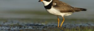 33 Shorebirds In Florida And Their Calls