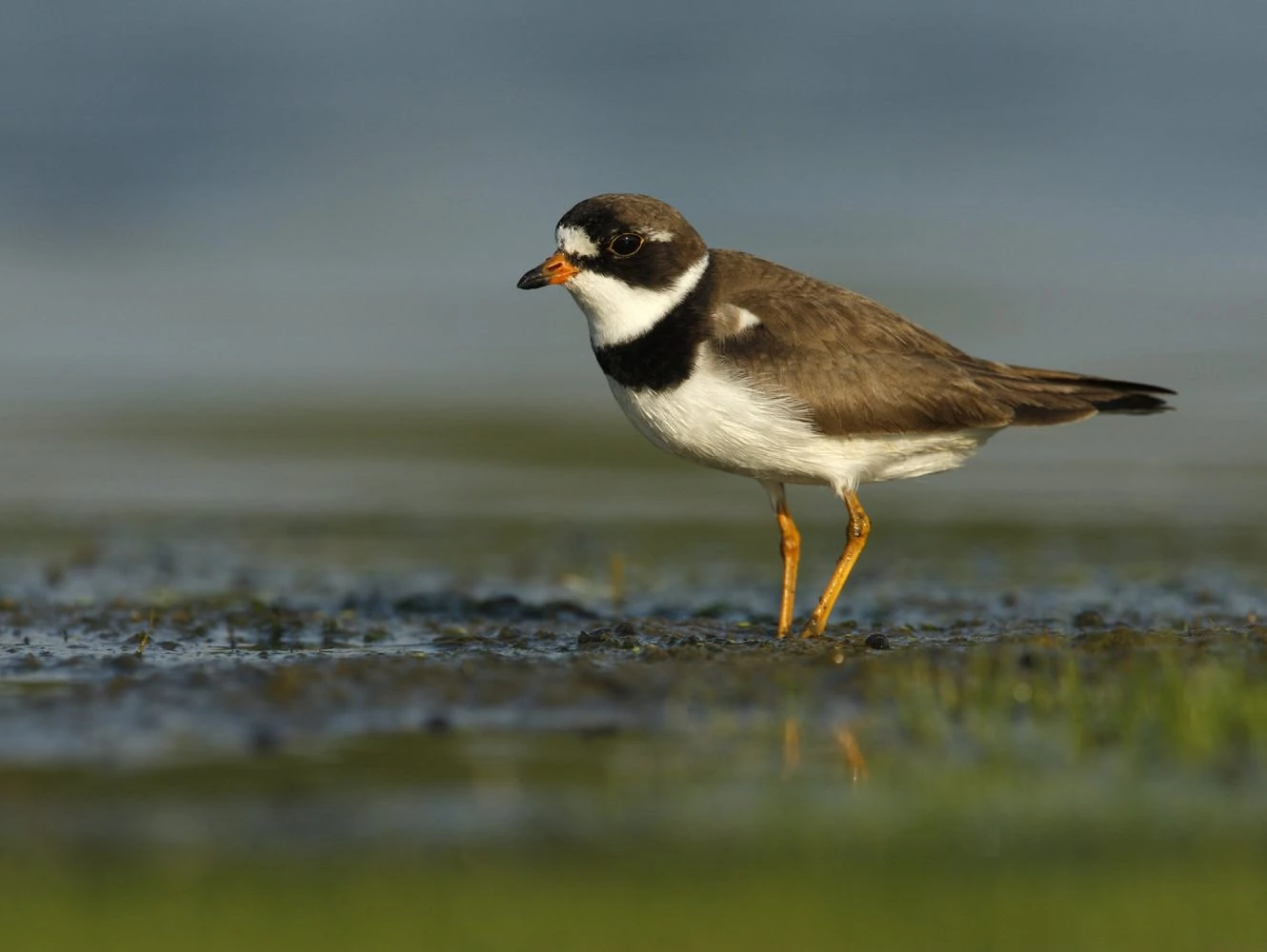 Semipalmated plover, Charadrius semipalmatus,