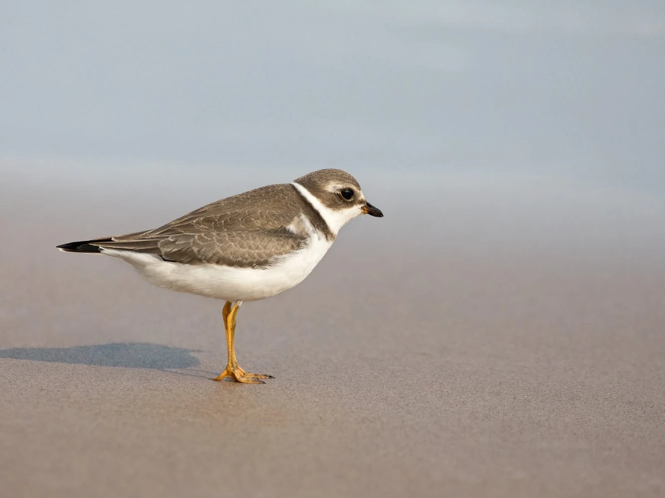 Semipalmated plover -non  breeding