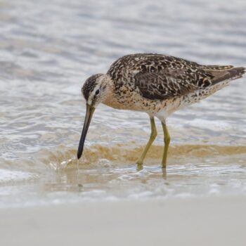 Short-billed Dowitcher