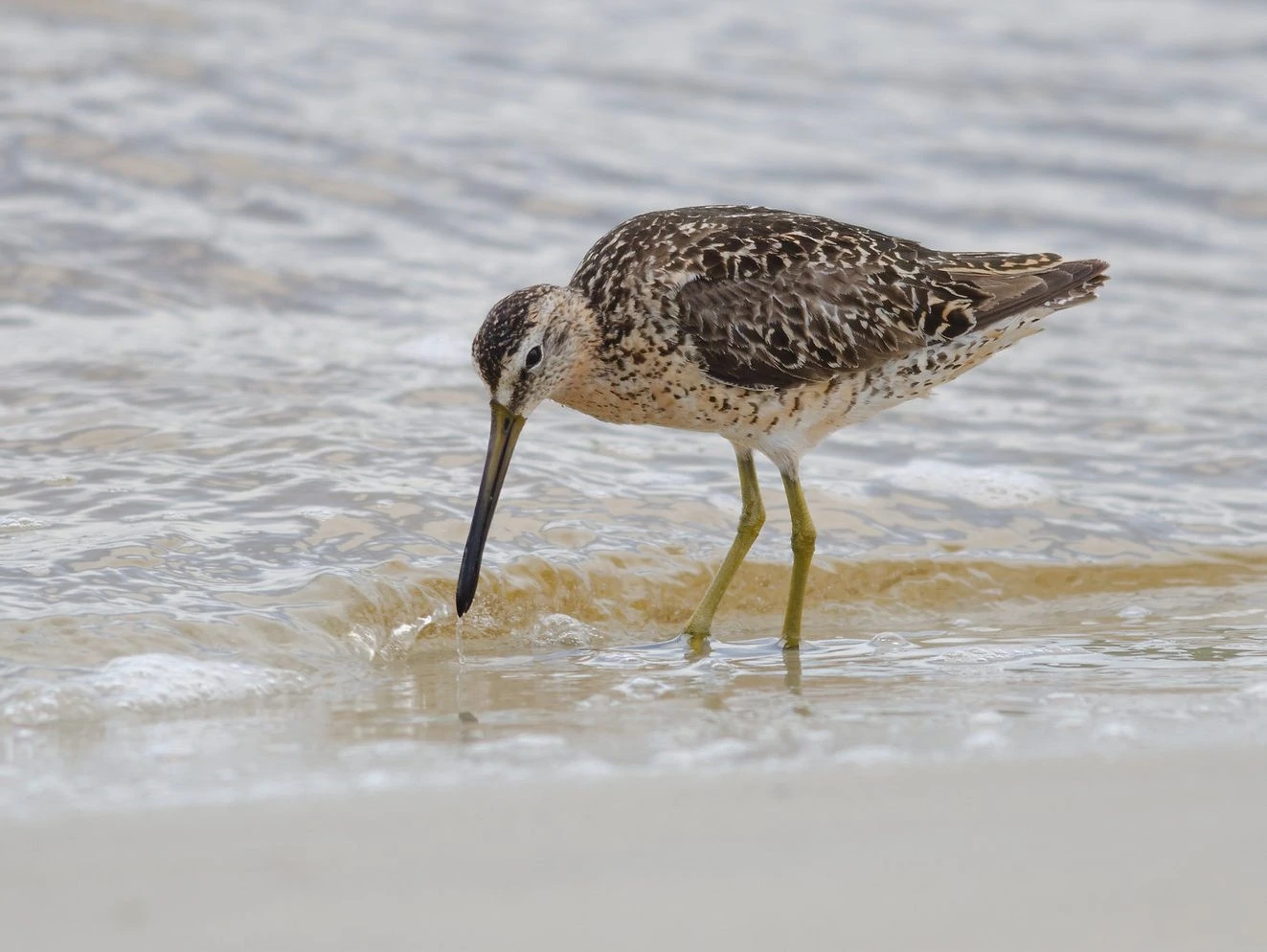 short-billed Dowitcher (Limnodromus scolopaceus)