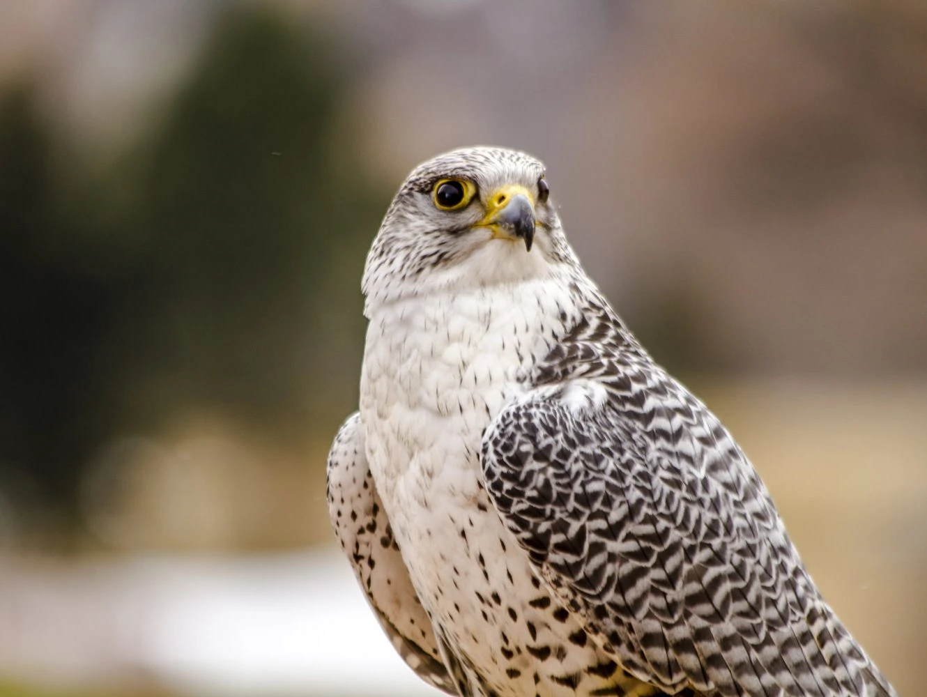 Silver Gray Gyrfalcon