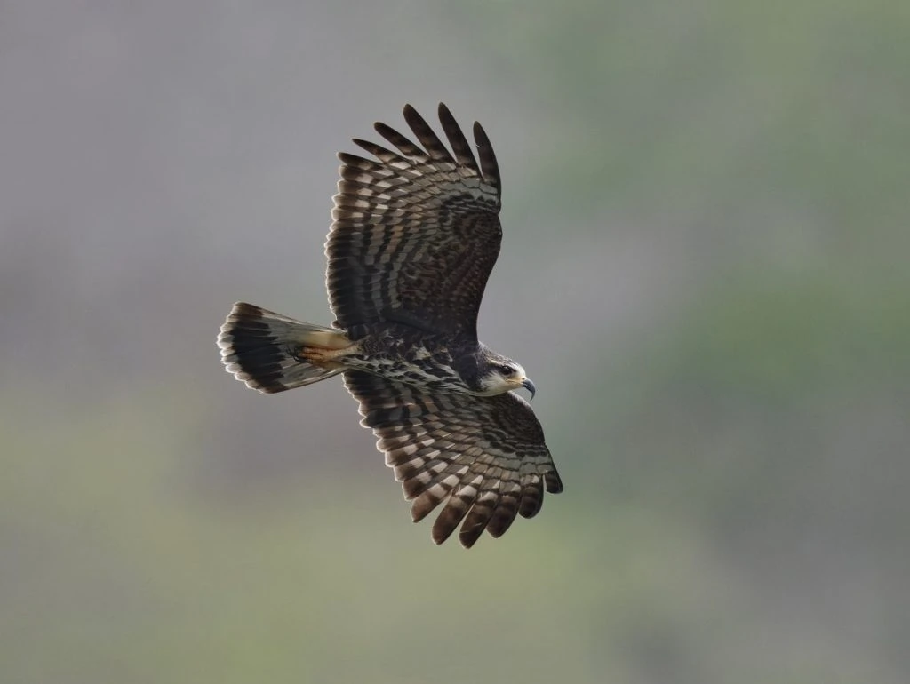 Female Snail Kite in Flight