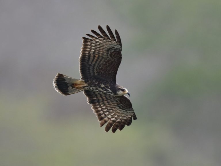 Snail Kite