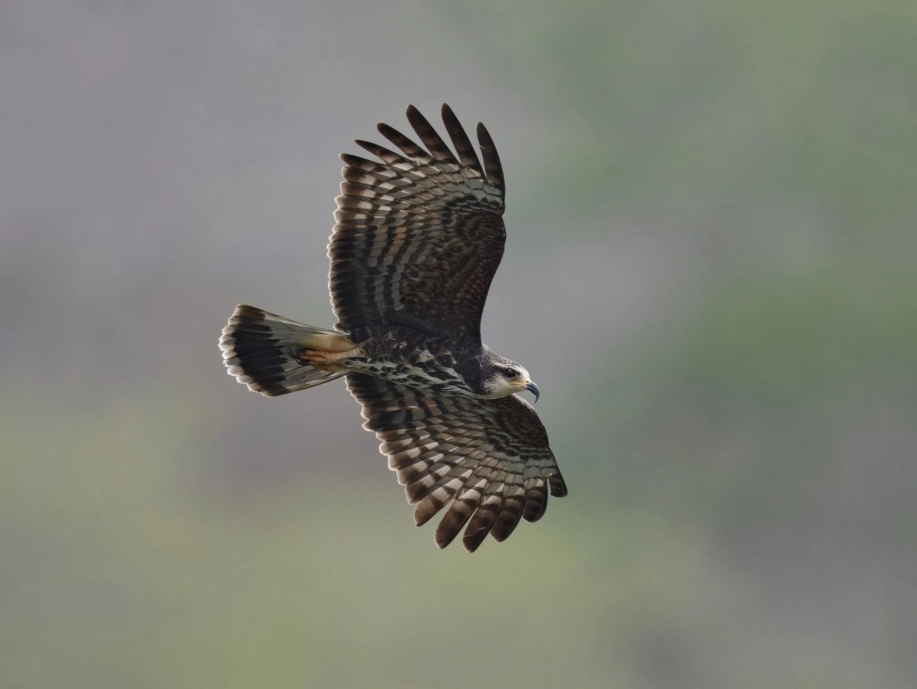 Female Snail Kite in Flight 