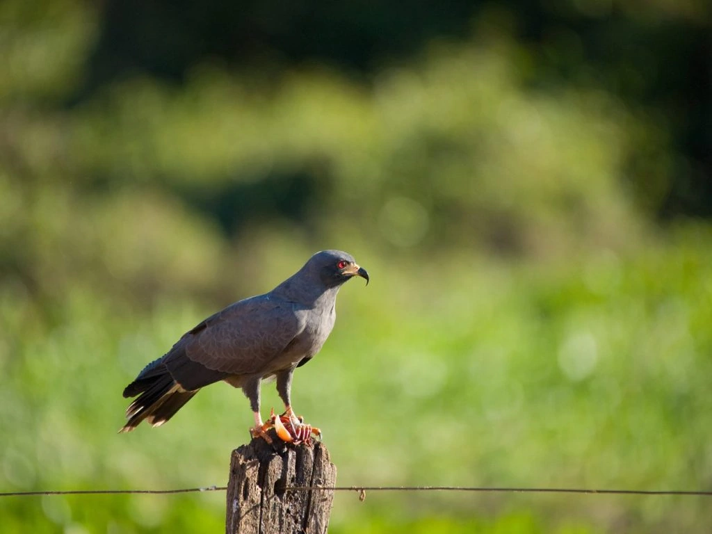 Snail kite - Male