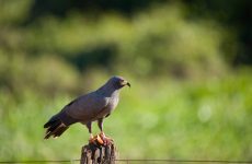 All The Birds Of Prey In Pennsylvania And Their Calls