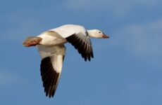 14 White Birds In Nevada (ID, Photo, Call Guide)