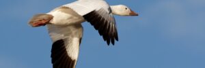 17 White Birds In Kentucky (ID, Photo, Call Guide)