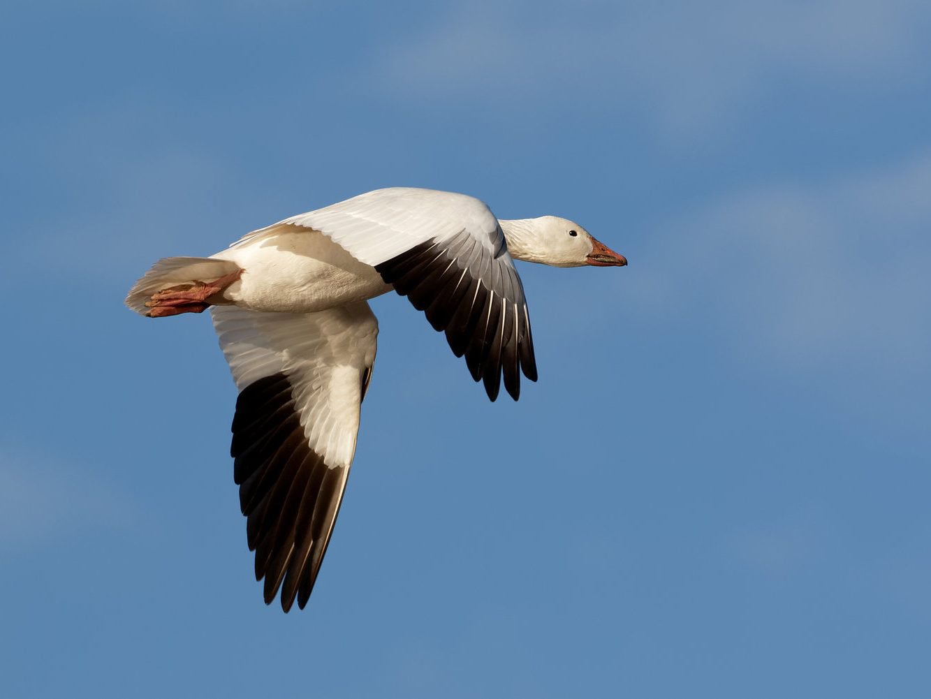 Snow Goose