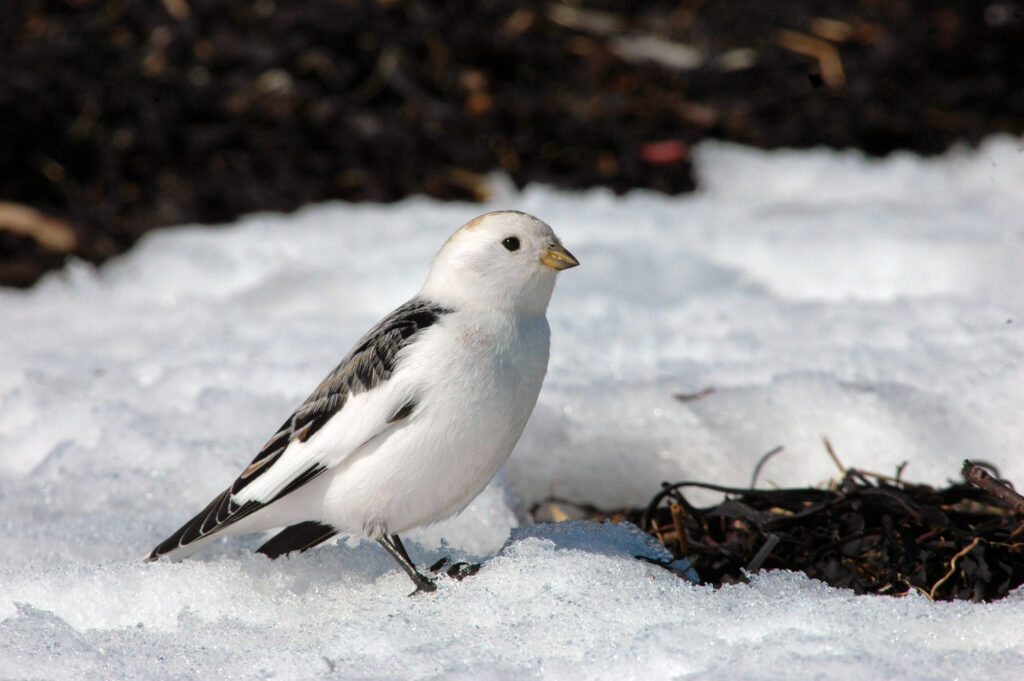 Snow bunting male breeding