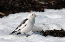 10 White Birds In Wyoming (ID, Photo, Call Guide)