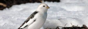 20 White Birds In Kansas (ID, Photo, Call Guide)