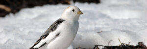 10 White Birds In Wyoming (ID, Photo, Call Guide)