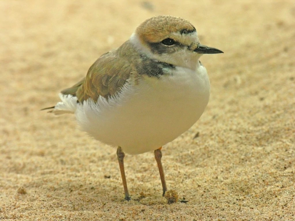 Snowy Plover (Charadrius alexandrinus)