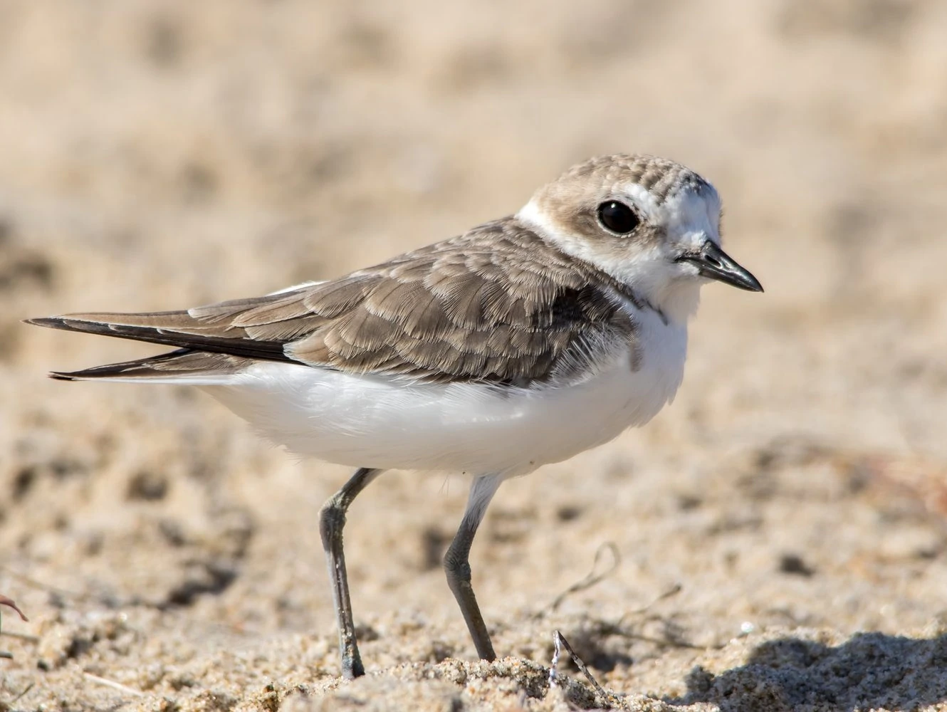 Snowy Plover non breeding