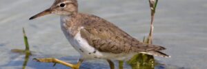 25 Shorebirds In Arizona And Their Calls