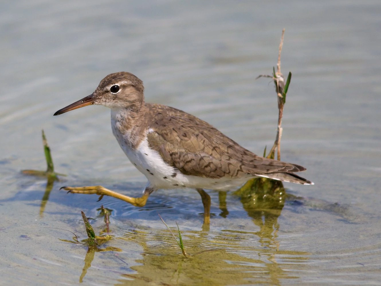 Spotted Sandpiper - breeding