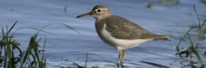 All The Shorebirds In South Carolina And Their Calls