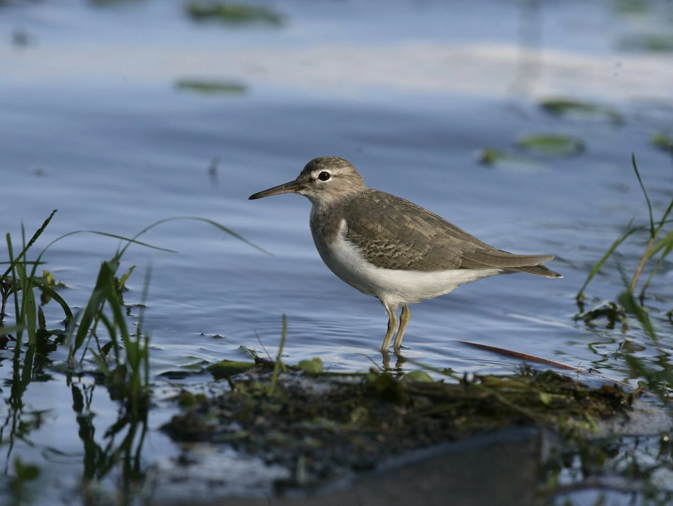 Spotted sandpiper, Actitis macularis - non-breeding