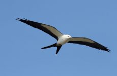 All The Kites In South Dakota And Their Calls (ID, Photos, When To Spot)