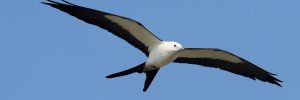 20 White Birds In Florida (ID, Photo, Call Guide)