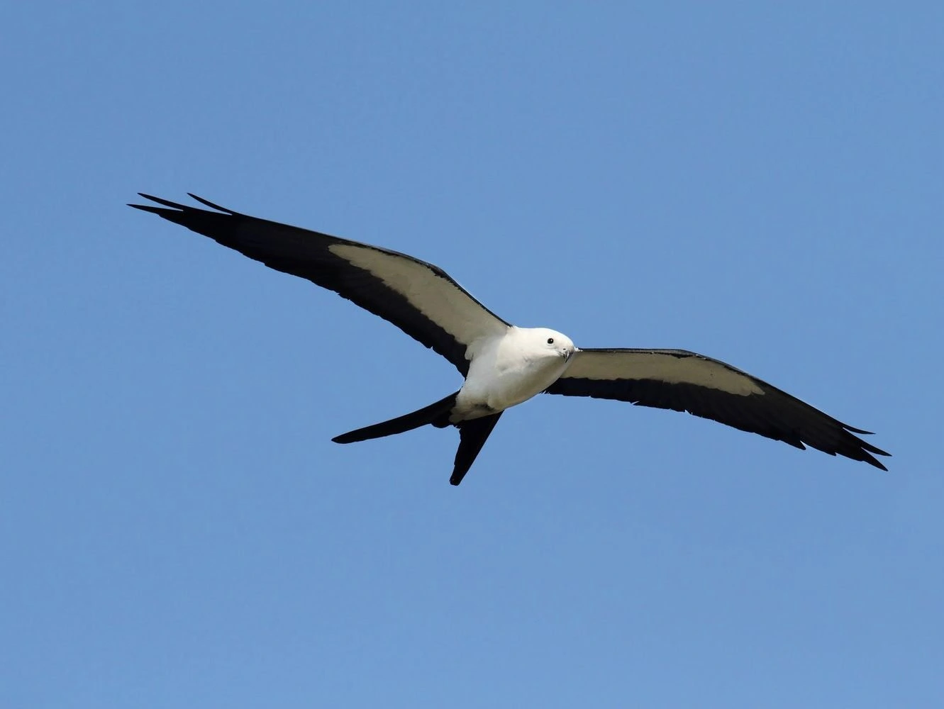 Swallow-tailed Kite