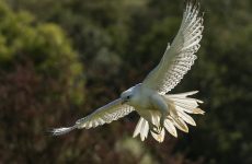 17 White Birds In British Columbia (ID, Photo, Call Guide)