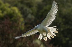 All The Birds Of Prey In Saskatchewan And Their Calls