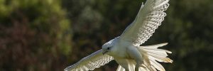 17 White Birds In British Columbia (ID, Photo, Call Guide)