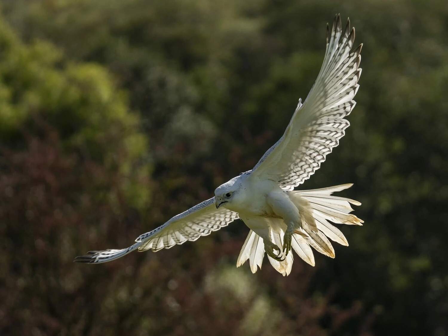 White Gyrfalcon