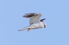 All The Kites In North Dakota And Their Calls (ID, Photos, When To Spot)