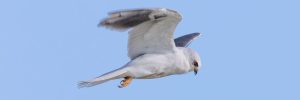 20 White Birds In Texas (ID, Photo, Call Guide)