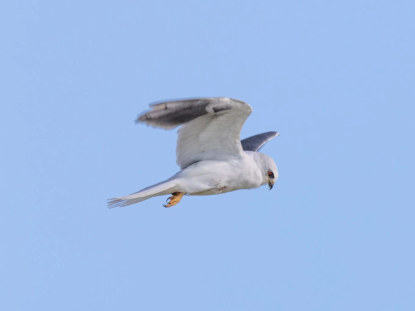 White tailed Kite