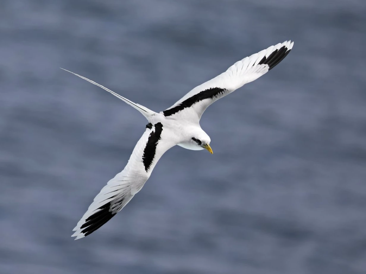 White-tailed Tropicbird
