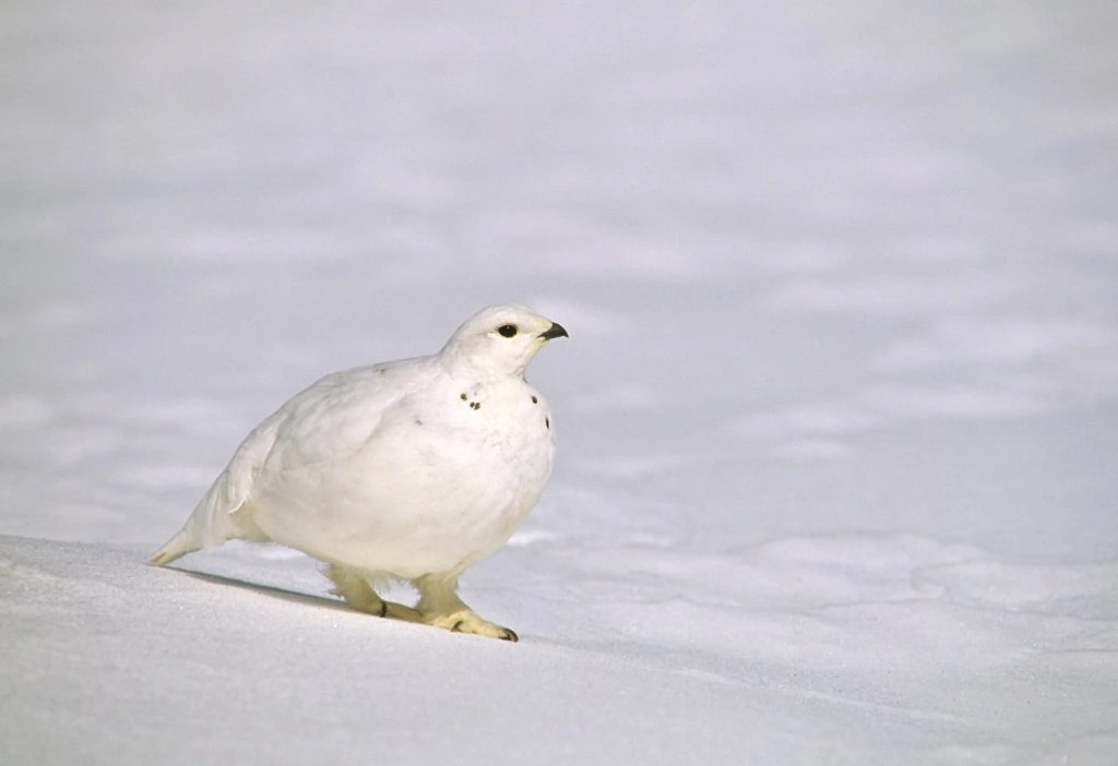 White tailed ptarmigan winter