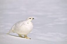 17 White Birds In California (ID, Photo, Call Guide)