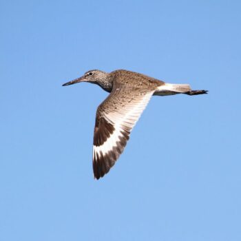 Willet