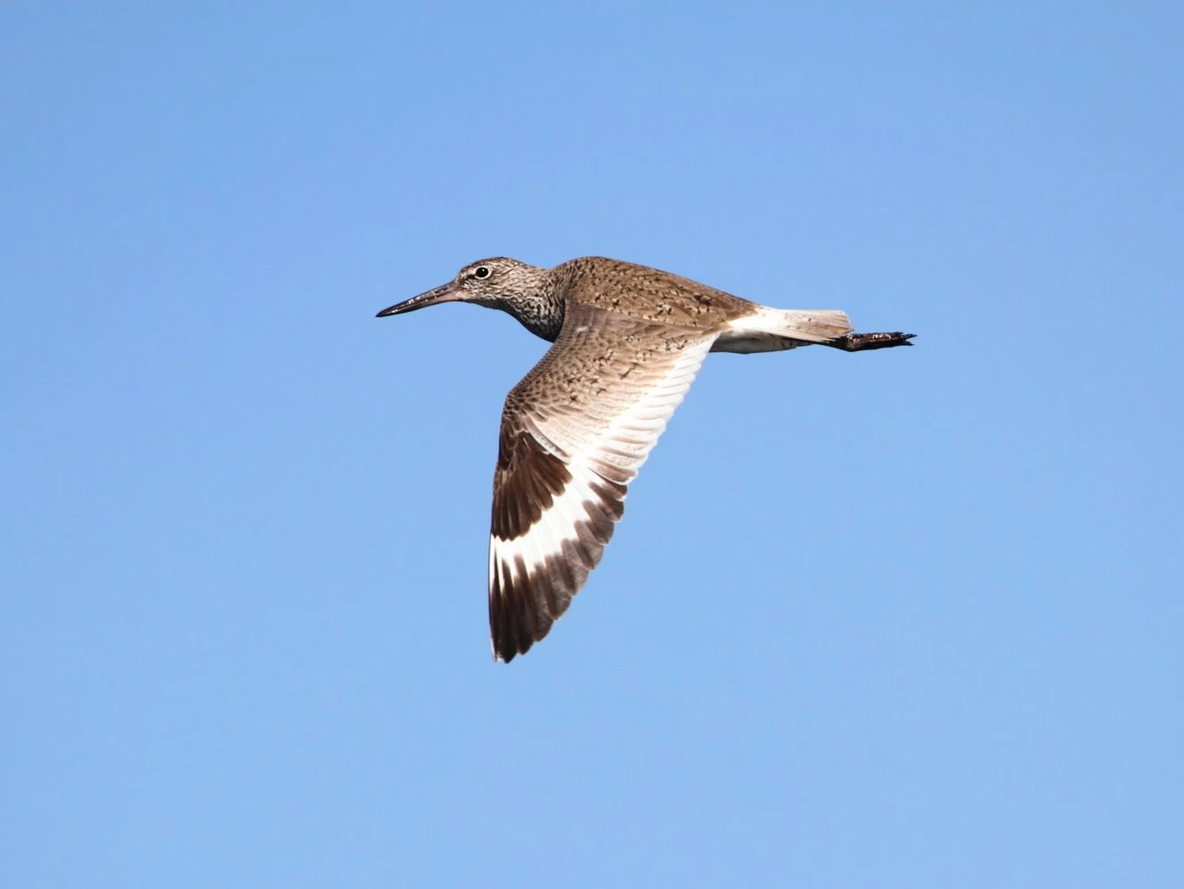 Willet (Catoptrophorus semipalmatus)