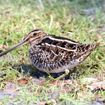 Wilson’s Snipe