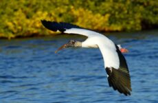 Large Birds In Ohio (By Weight, Length, Wingspan)