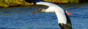 Large Birds In Ohio (By Weight, Length, Wingspan)