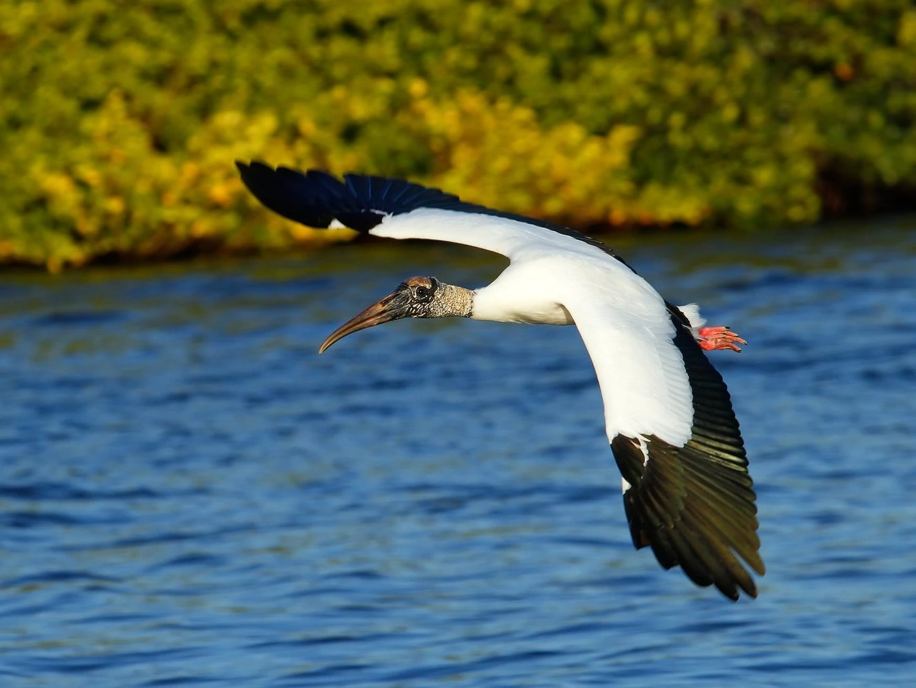 Wood stork